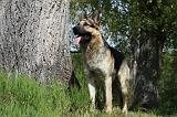 BERGER ALLEMAND 985